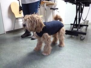 Effectiviteit bellen Dom Narcose van uw hond | Dierenkliniek de Paltrok Gouda