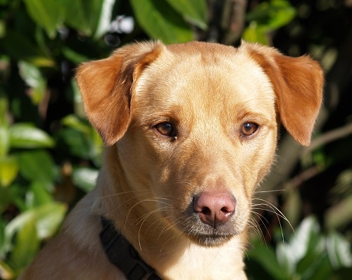 Waakzaamheid Veilig Oorlogszuchtig De 10 meest gestelde vragen over honden | Dierenkliniek de Paltrok Gouda